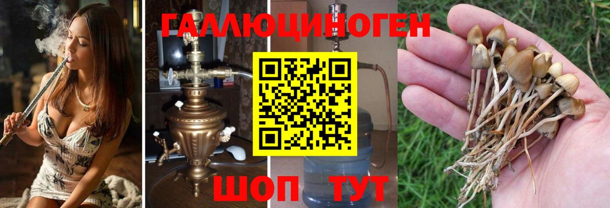 Галлюциногенные грибы GOLDEN TEACHER Новокубанск